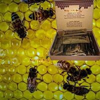 محفز مدكير عسل ملكي مقوي جنسي 1 كيس + MED CARE GOLDEN ROYAL HONEY